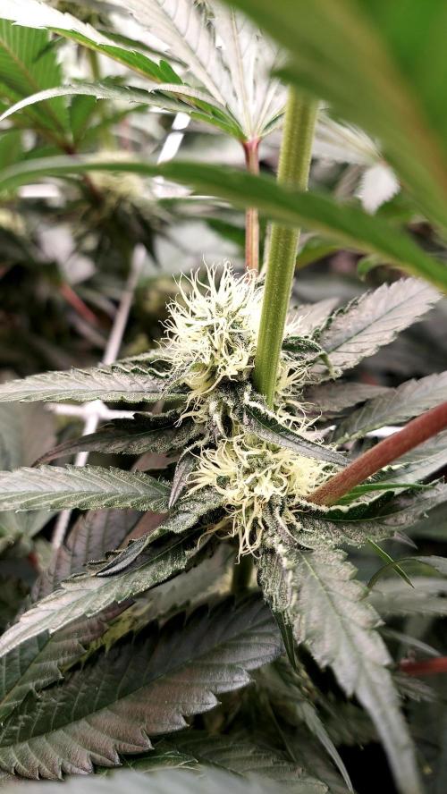 The Garden 2026-2- HSC Vanilla Creme Pie. Week 10 - VC1