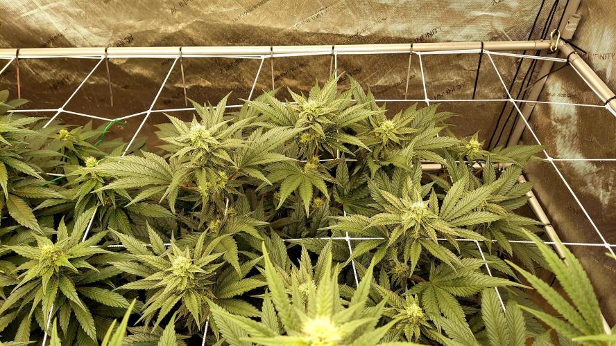The Garden 2026-2- HSC Vanilla Creme Pie. Week 10 - VC2