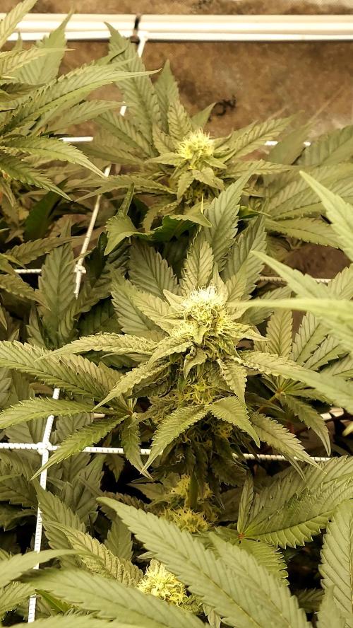 The Garden 2026-2- HSC Vanilla Creme Pie. Week 10 - VC2