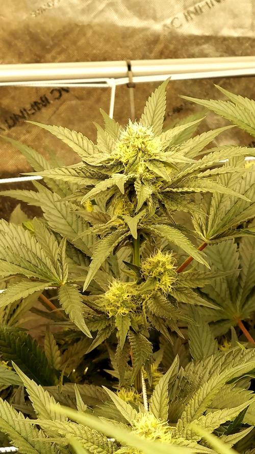 The Garden 2026-2- HSC Vanilla Creme Pie. Week 10 - VC2