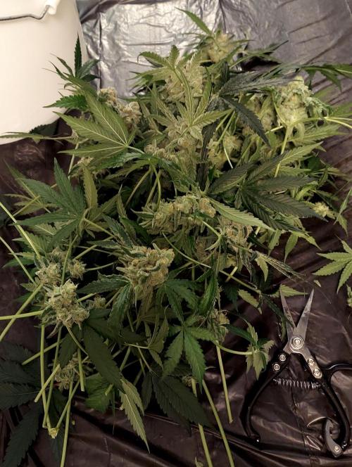 The Garden 2025-1. Week 15