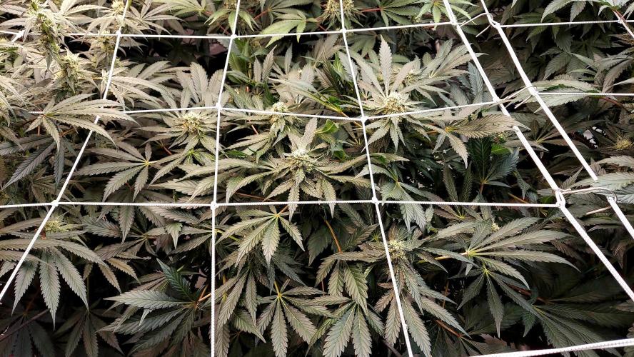 The Garden 2026-2 - MSNL Blue Cookies. Week 11 - BC1