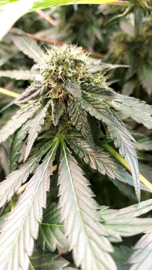 The Garden 2026-2 - MSNL Blue Cookies. Week 11 - BC1