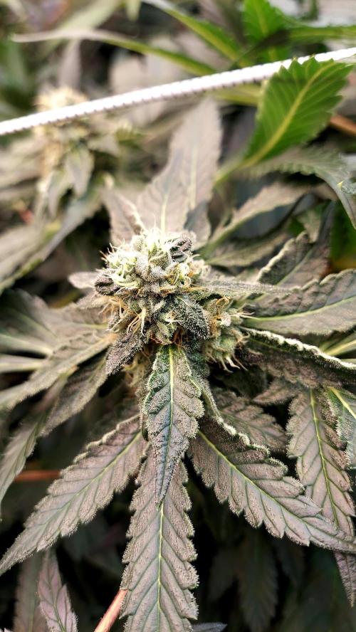 The Garden 2026-2 - MSNL Blue Cookies. Week 11 - BC1