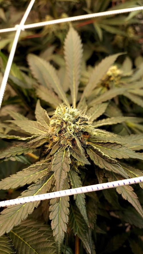 The Garden 2026-2 - MSNL Blue Cookies. Week 11 - BC1