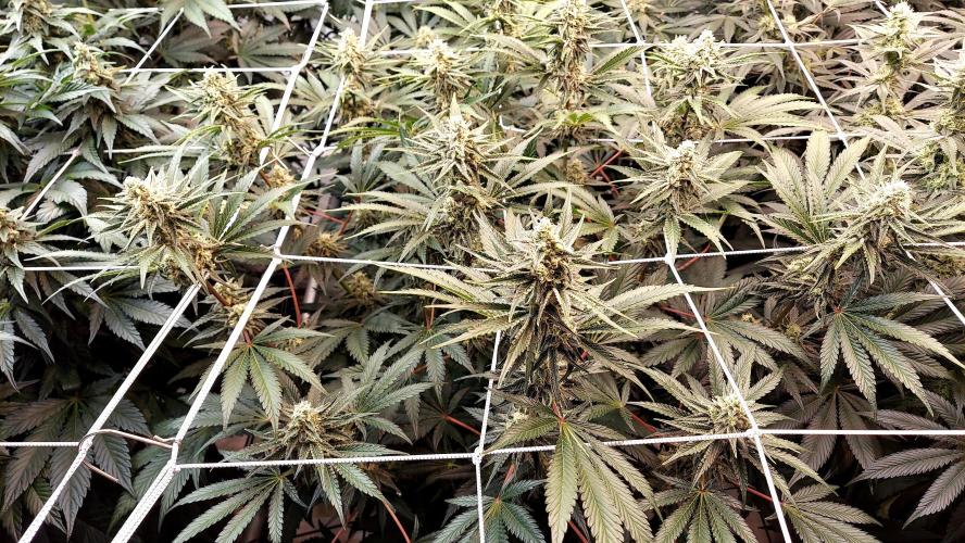The Garden 2026-2 - MSNL Blue Cookies. Week 11 - BC2