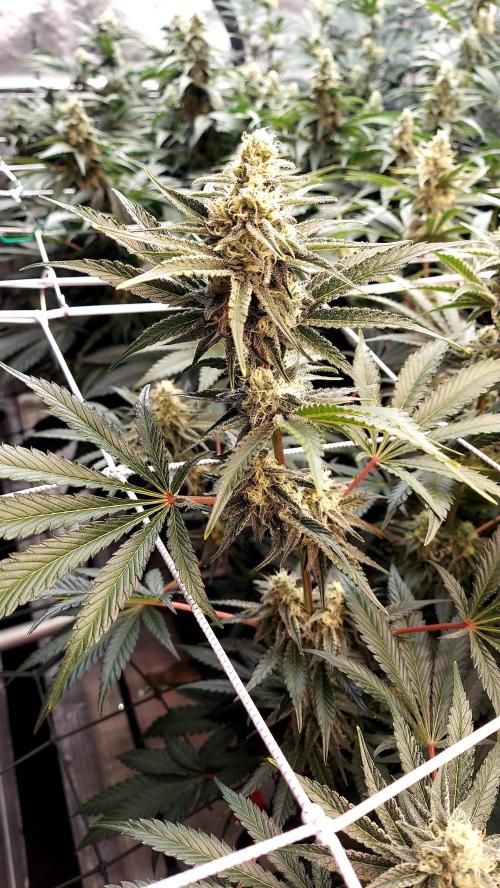 The Garden 2026-2 - MSNL Blue Cookies. Week 11 - BC2