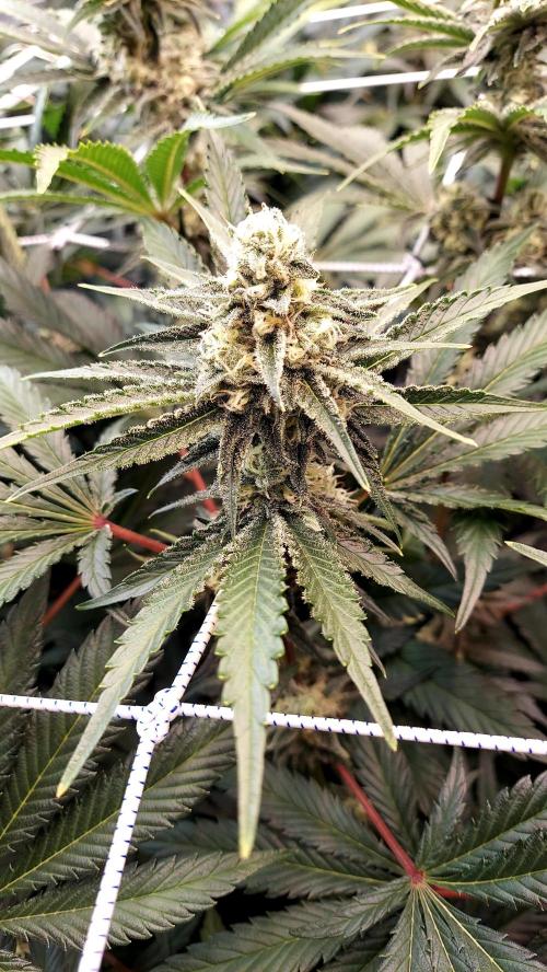The Garden 2026-2 - MSNL Blue Cookies. Week 11 - BC2