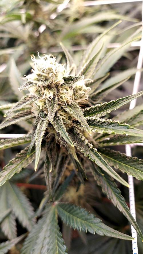The Garden 2026-2 - MSNL Blue Cookies. Week 11 - BC2