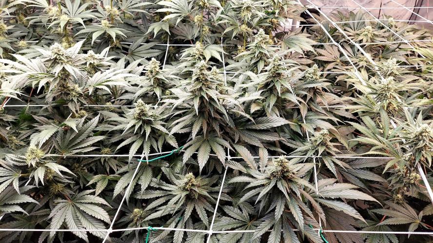 The Garden 2026-2 - MSNL Blue Cookies. Week 11 - BC3