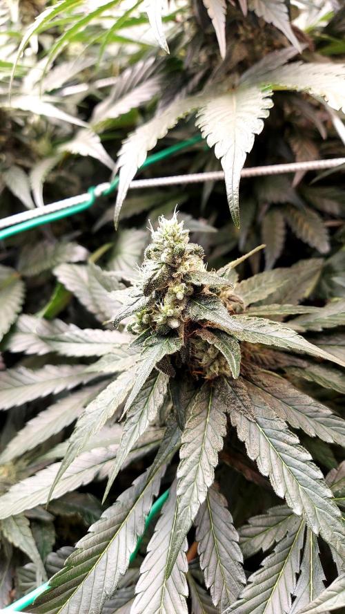 The Garden 2026-2 - MSNL Blue Cookies. Week 11 - BC3