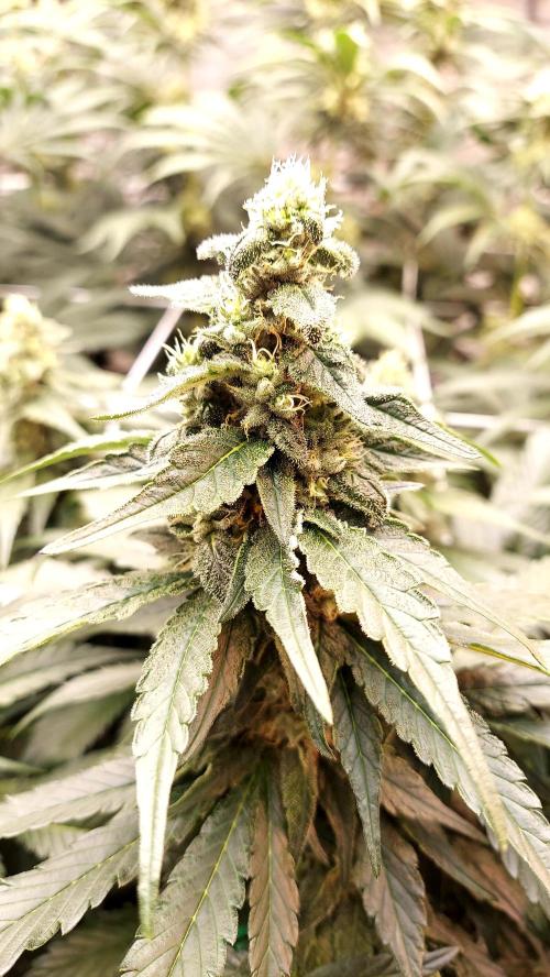 Blue Cookies. Week 11