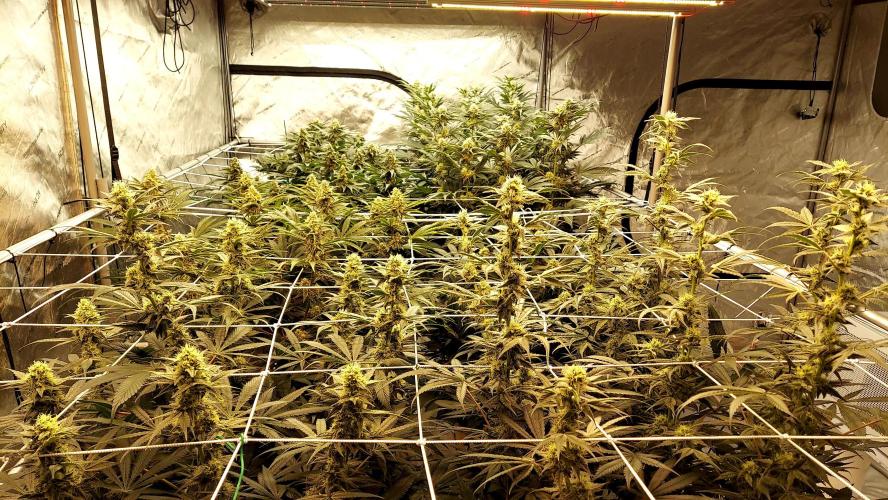 The Garden 2026-2-MSNL Pineapple Express. Week 11