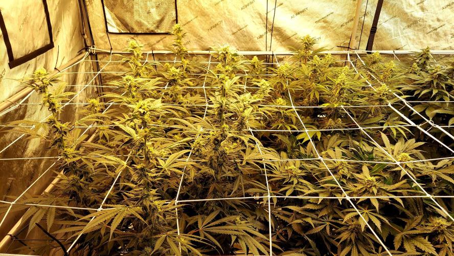 The Garden 2026-2-MSNL Pineapple Express. Week 11