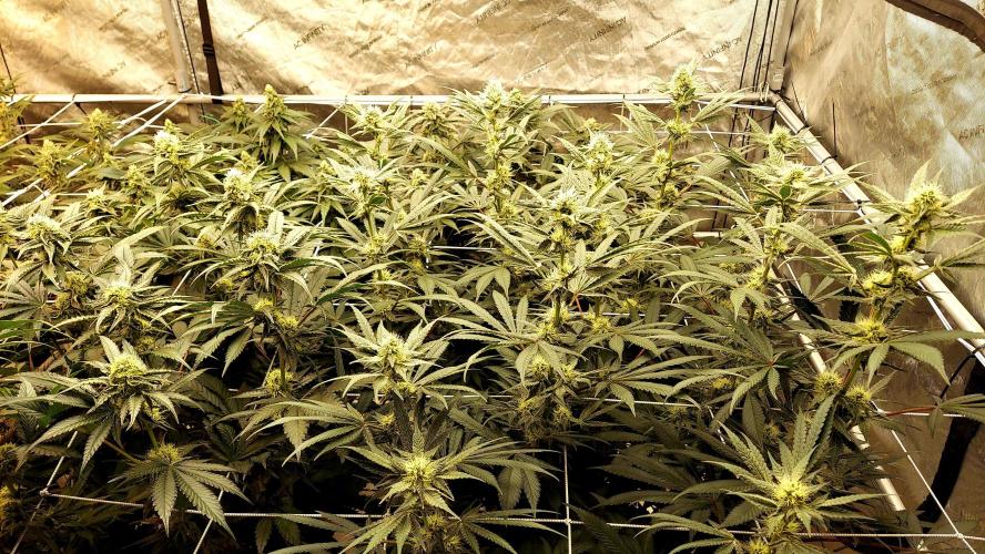 The Garden 2026-2-MSNL Pineapple Express. Week 11