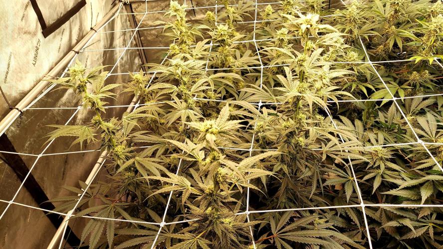 The Garden 2026-2-MSNL Pineapple Express. Week 11 - PE1