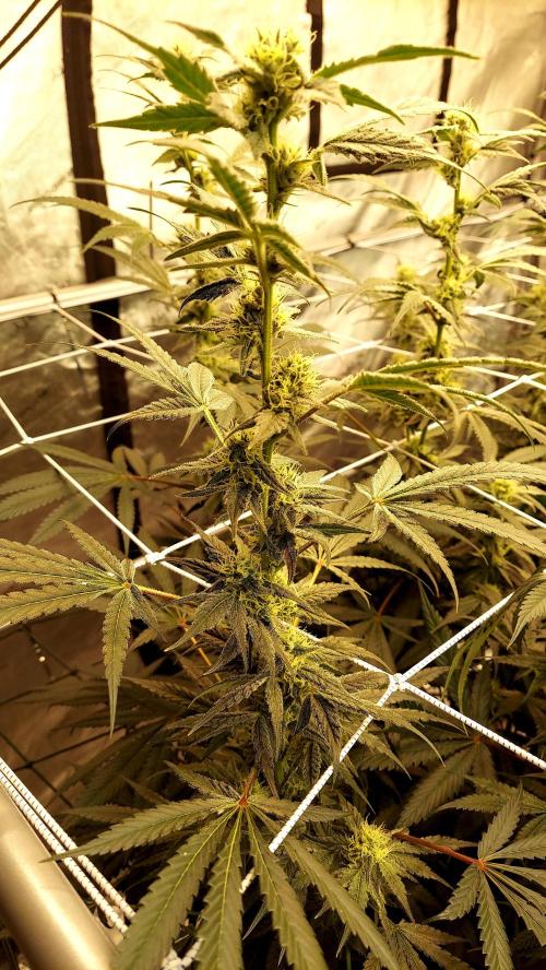 The Garden 2026-2-MSNL Pineapple Express. Week 11 - PE1