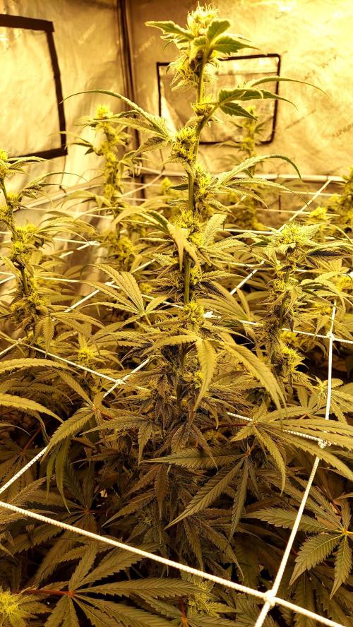 The Garden 2026-2-MSNL Pineapple Express. Week 11 - PE1