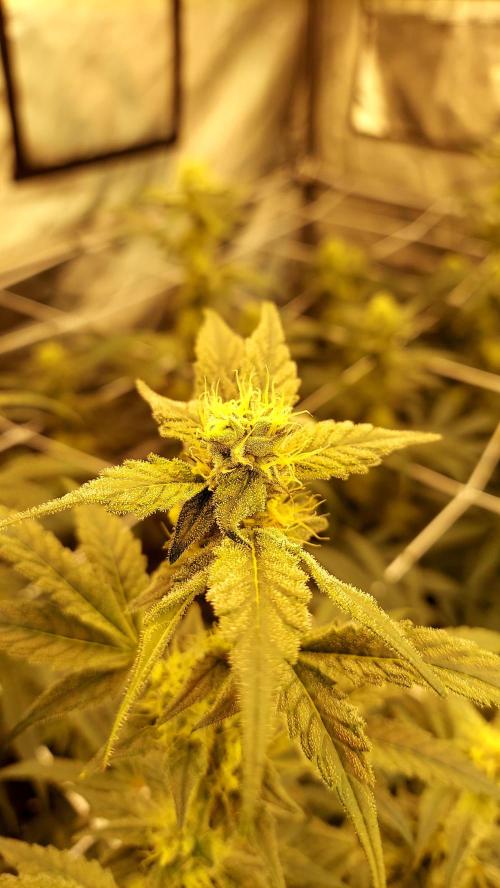 The Garden 2026-2-MSNL Pineapple Express. Week 11 - PE1
