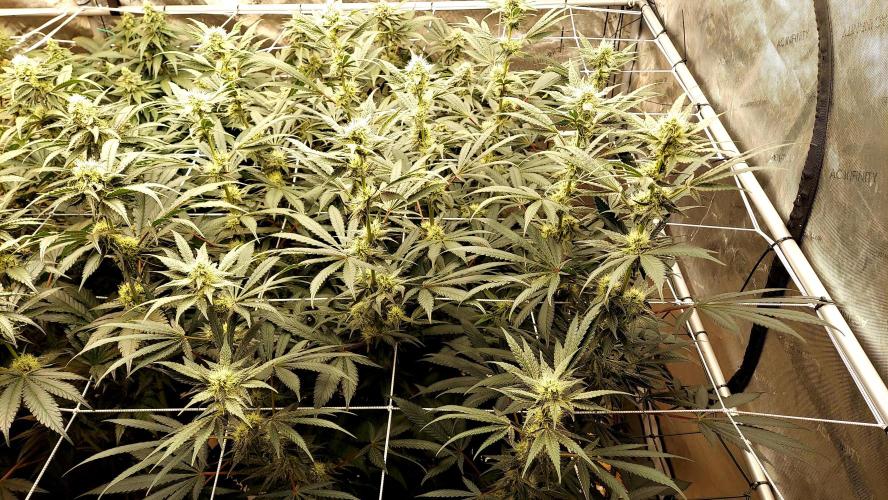 The Garden 2026-2-MSNL Pineapple Express. Week 11 - PE2