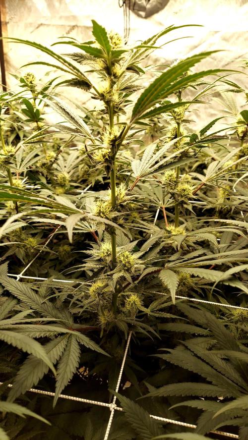 The Garden 2026-2-MSNL Pineapple Express. Week 11 - PE2