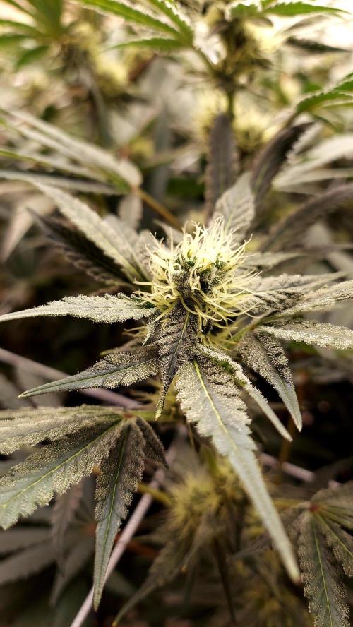 The Garden 2026-2-MSNL Pineapple Express. Week 11 - PE2