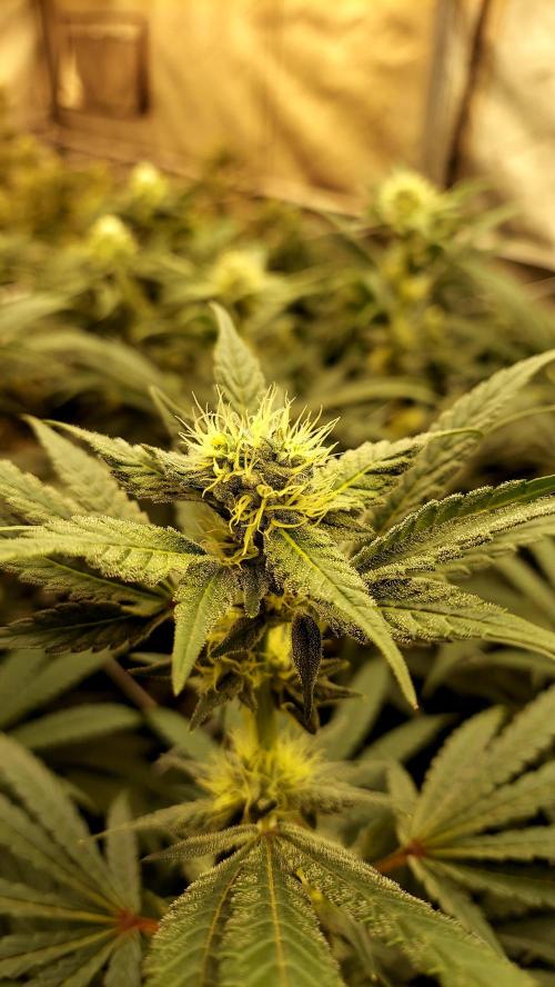 The Garden 2026-2-MSNL Pineapple Express. Week 11 - PE3