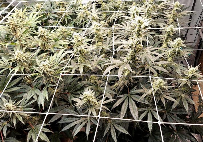 The Garden 2026-2-MSNL Pineapple Express. Week 11 - PE4