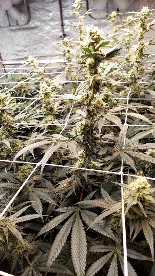 The Garden 2026-2-MSNL Pineapple Express. Week 11 - PE4