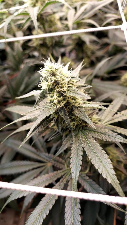 The Garden 2026-2-MSNL Pineapple Express. Week 11 - PE4