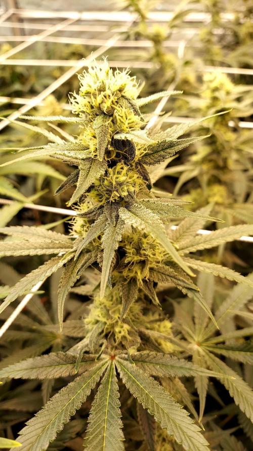 Pineapple Express. Week 11