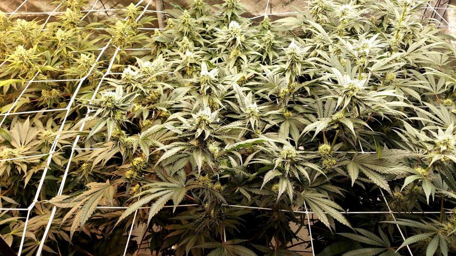 The Garden 2026-2- HSC Vanilla Creme Pie. Week 11 - VC1
