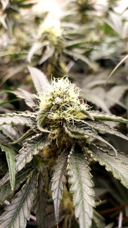 The Garden 2026-2- HSC Vanilla Creme Pie. Week 11 - VC1