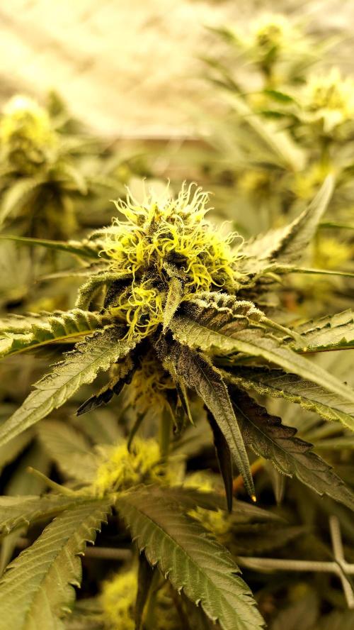 The Garden 2026-2- HSC Vanilla Creme Pie. Week 11 - VC1