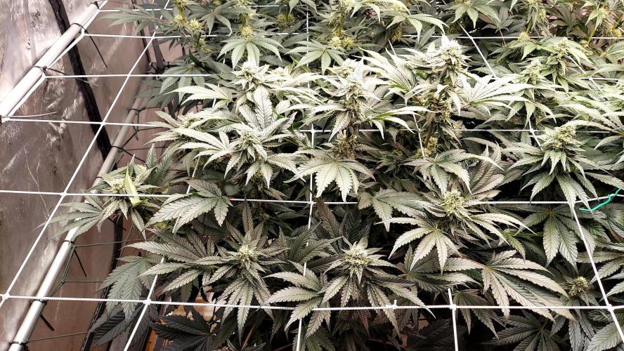 The Garden 2026-2- HSC Vanilla Creme Pie. Week 11 - VC2