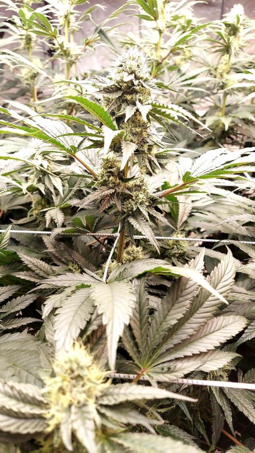 The Garden 2026-2- HSC Vanilla Creme Pie. Week 11 - VC2