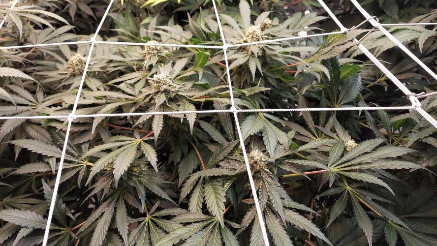 The Garden 2026-2 - MSNL Blue Cookies. Week 12 - BC1