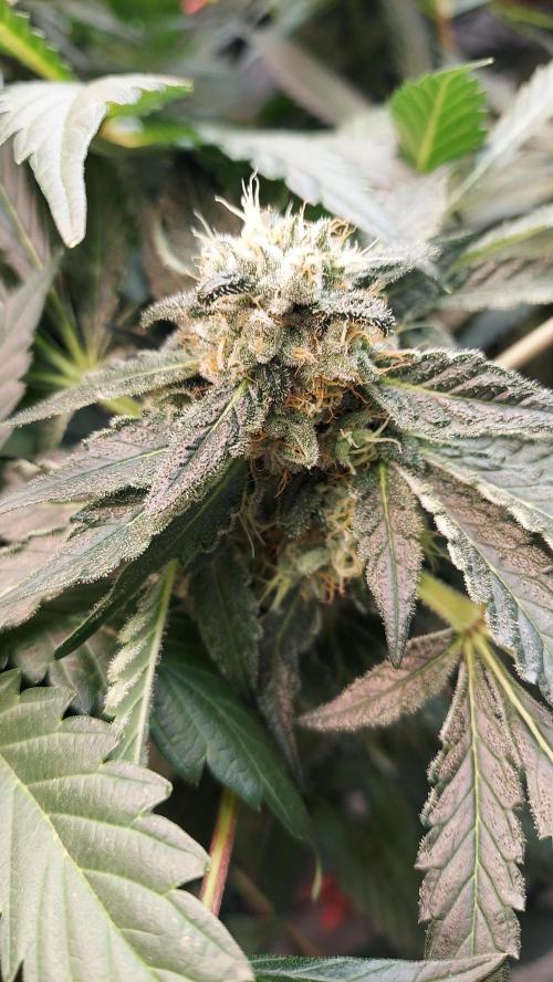 The Garden 2026-2 - MSNL Blue Cookies. Week 12 - BC1