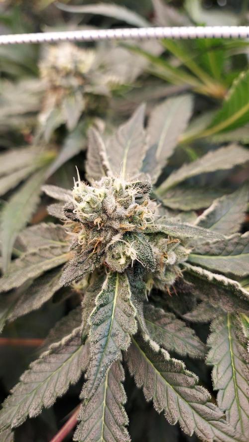 The Garden 2026-2 - MSNL Blue Cookies. Week 12 - BC1