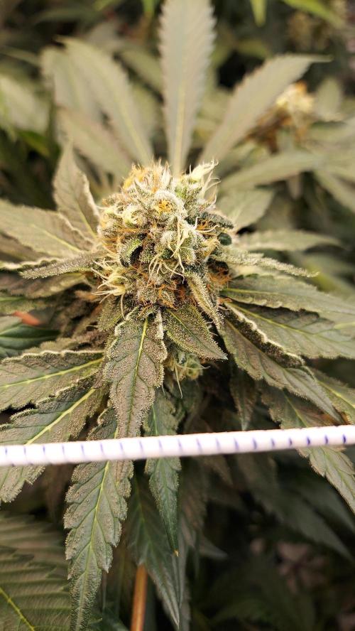The Garden 2026-2 - MSNL Blue Cookies. Week 12 - BC1