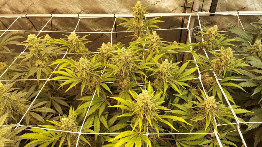 The Garden 2026-2 - MSNL Blue Cookies. Week 12 - BC2