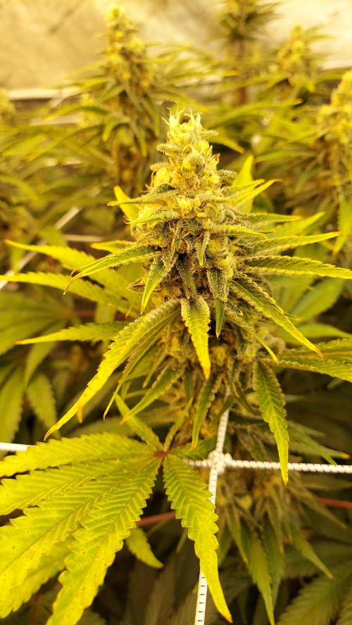 The Garden 2026-2 - MSNL Blue Cookies. Week 12 - BC2