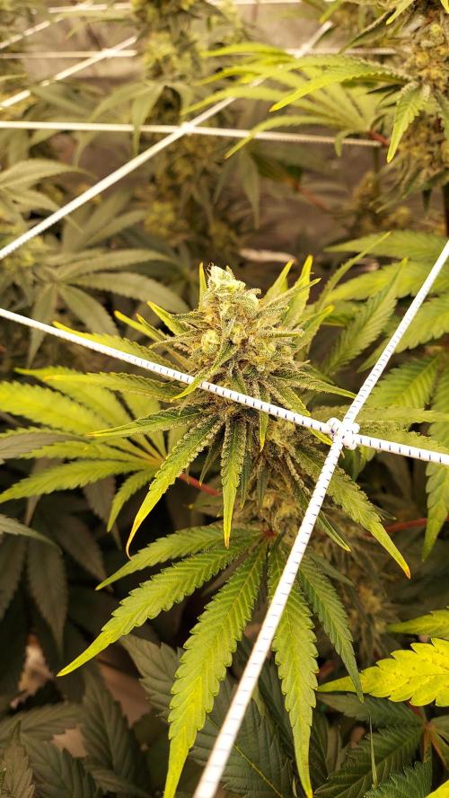 The Garden 2026-2 - MSNL Blue Cookies. Week 12 - BC2
