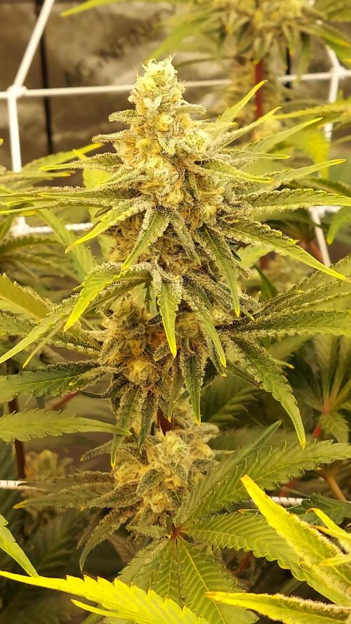The Garden 2026-2 - MSNL Blue Cookies. Week 12 - BC2