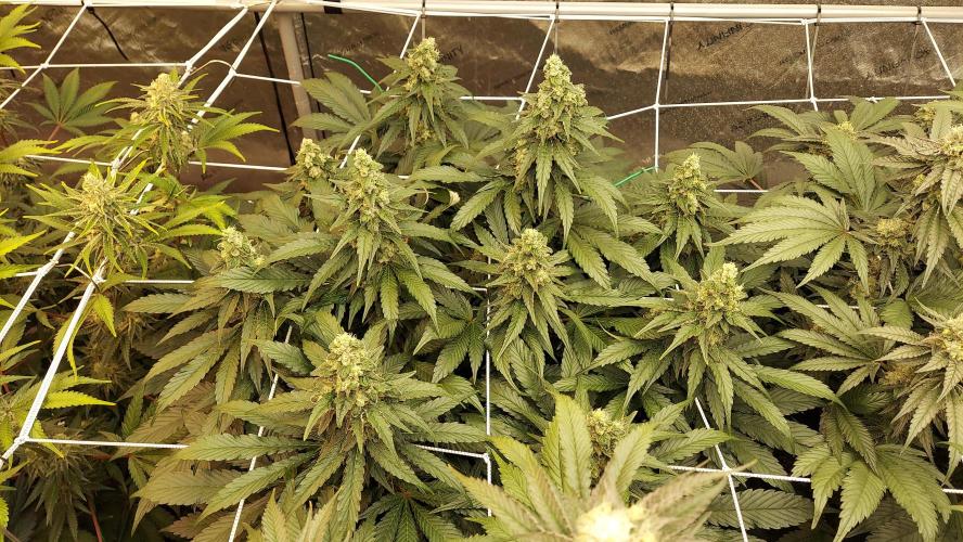 The Garden 2026-2 - MSNL Blue Cookies. Week 12 - BC3