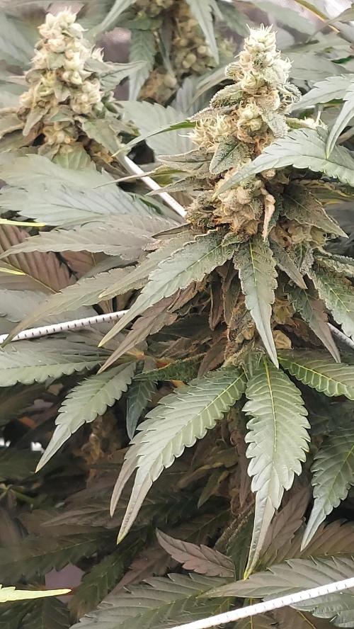 The Garden 2026-2 - MSNL Blue Cookies. Week 12 - BC3