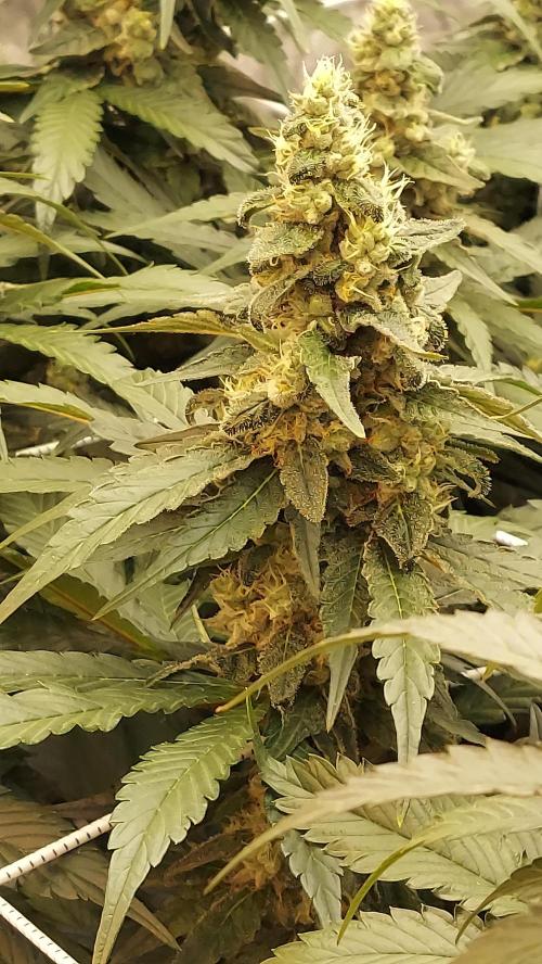 The Garden 2026-2 - MSNL Blue Cookies. Week 12 - BC3