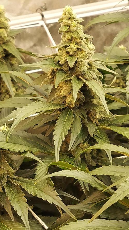 Blue Cookies. Week 12