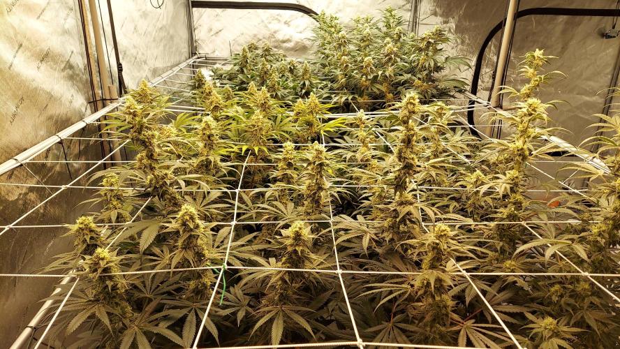 The Garden 2026-2-MSNL Pineapple Express. Week 12 - 84 days
