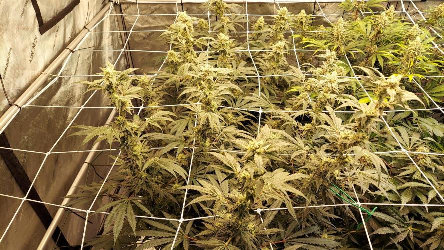 The Garden 2026-2-MSNL Pineapple Express. Week 12 - PE1